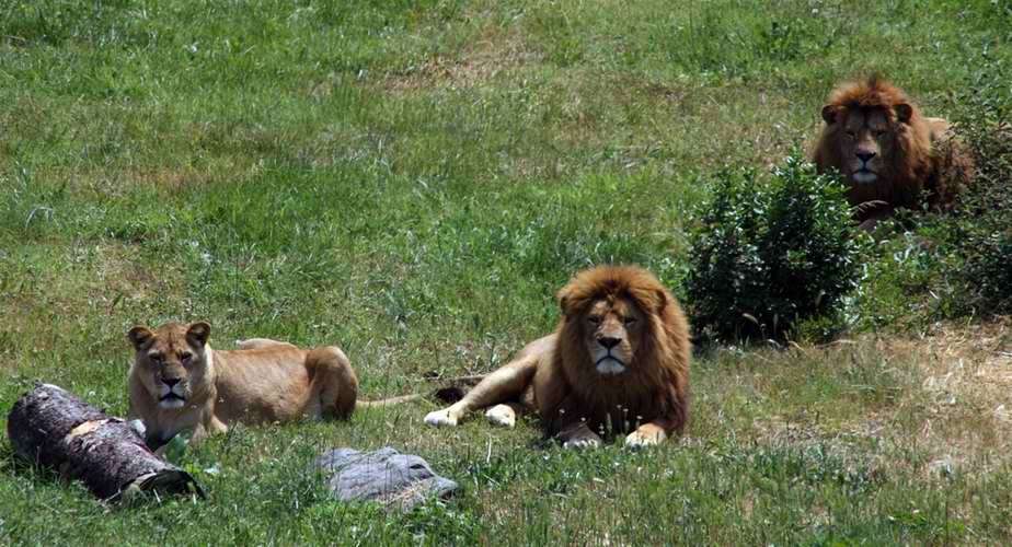 Bursa Zoo
