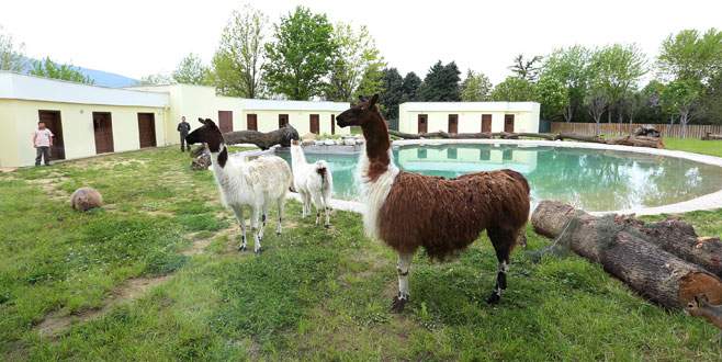 Bursa Zoo