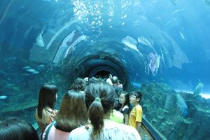 things to do in Phuket with Kids