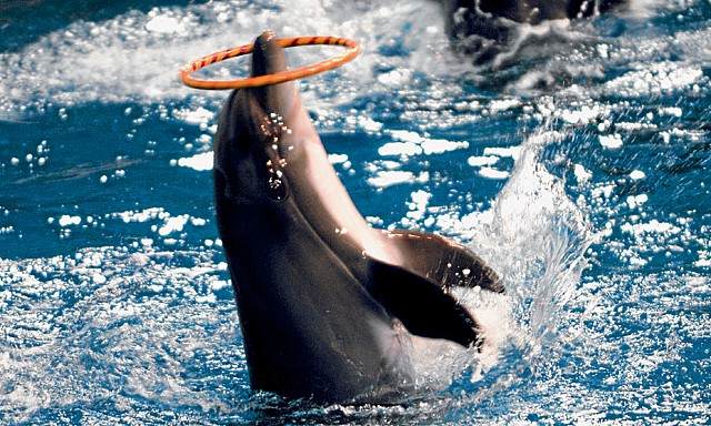 Dubai Dolphinarium