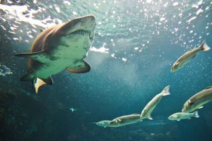 top things to do in Crete
