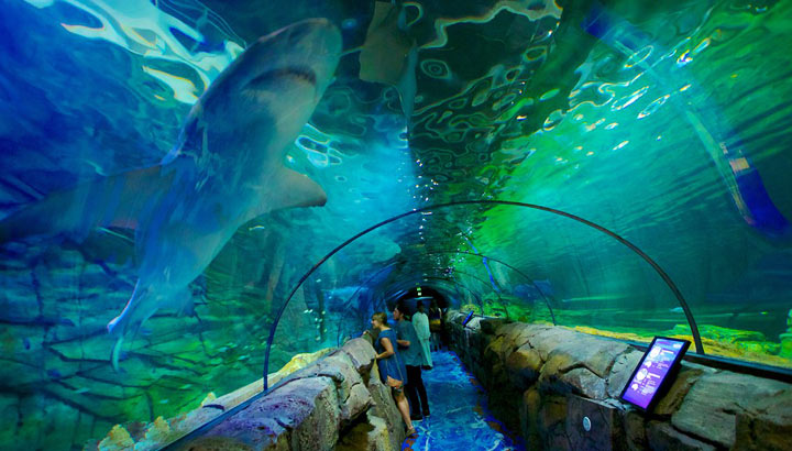 fun activities to do in Sydney Australia