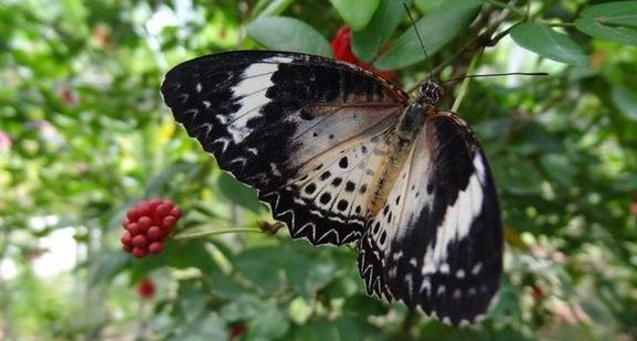 cheap things to do in Penang