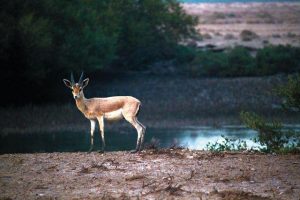 جزيرة السينية بأم القيوين