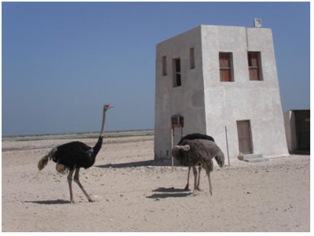 جزيرة السينية