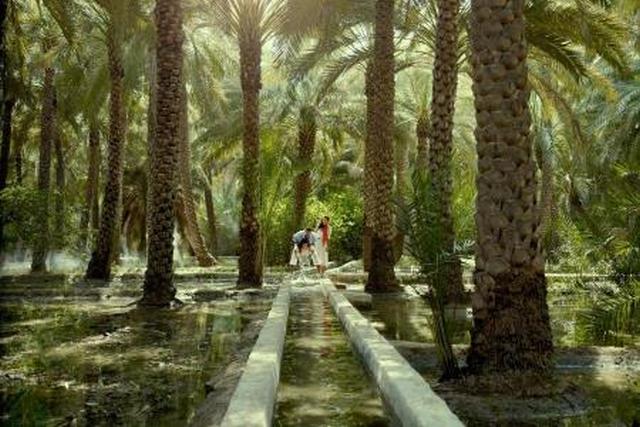 العين الامارات