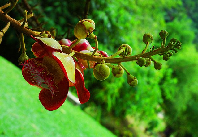 Penang Botanical Gardens