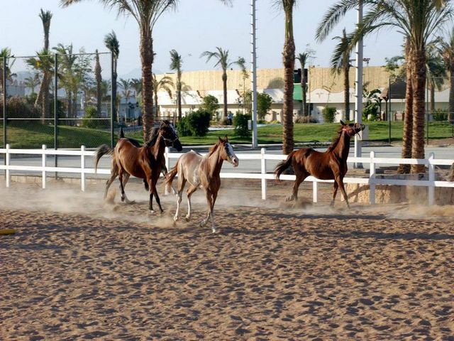 فندق كونكورد السلام الرياضى شرم الشيخ