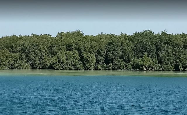 متنزه القرم ابوظبي