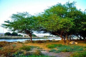 متنزه القناة المائية للترفيه الجبيل