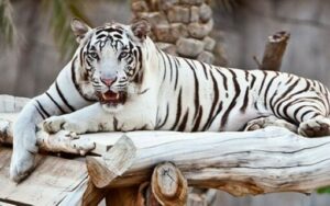 Al Ain Zoo