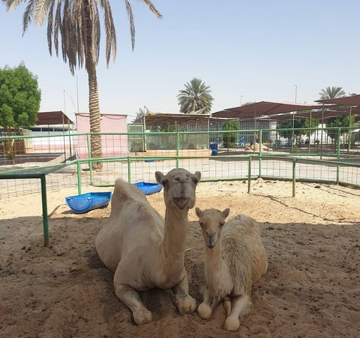 مناطق سياحية في الدمام