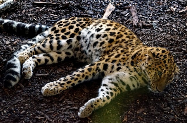Vienna Zoo