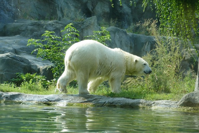 Schoenbrunn Zoo
