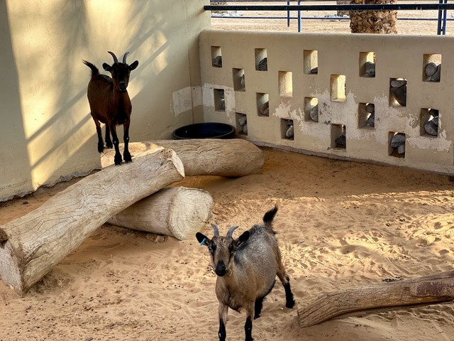 Sharjah Arabian Wildlife Center
