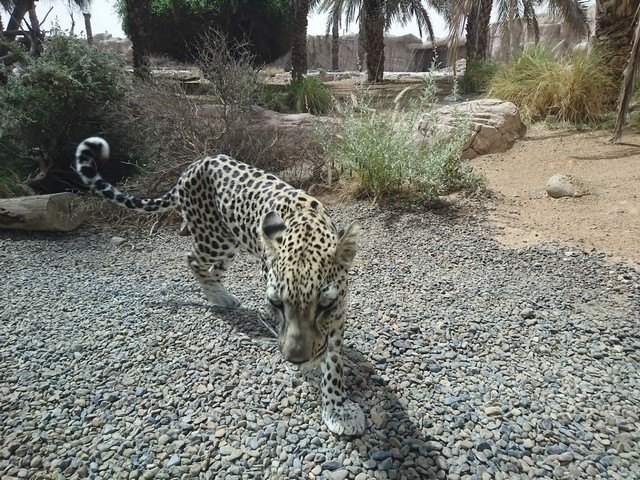 Arabian Wildlife Center Sharjah Ticket Price
