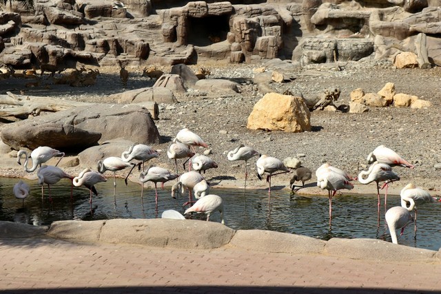 Arabian Wildlife Center Timings
