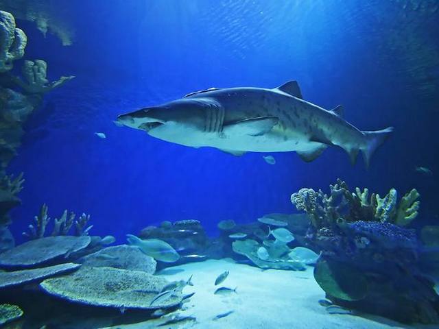 most fun things to do in Dubai