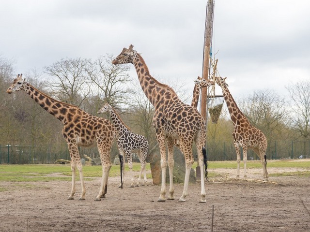 Tierpark Zoo Berlin