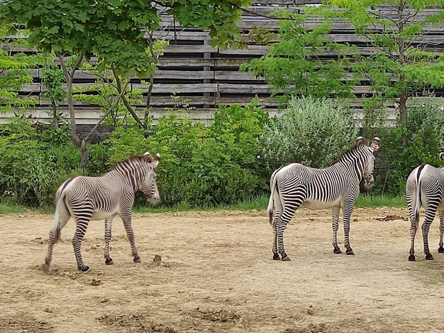 Paris Zoo