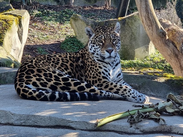 Paris Zoo