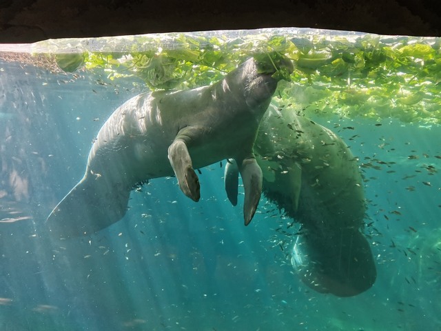 Zoo in Paris