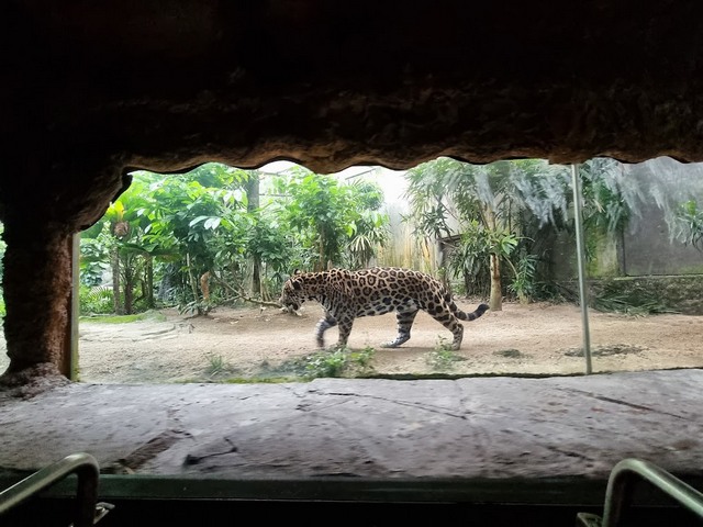 River Safari