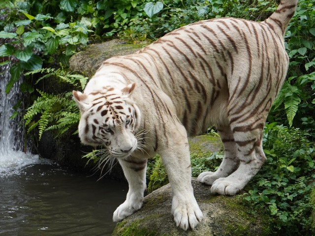 Singapore zoo