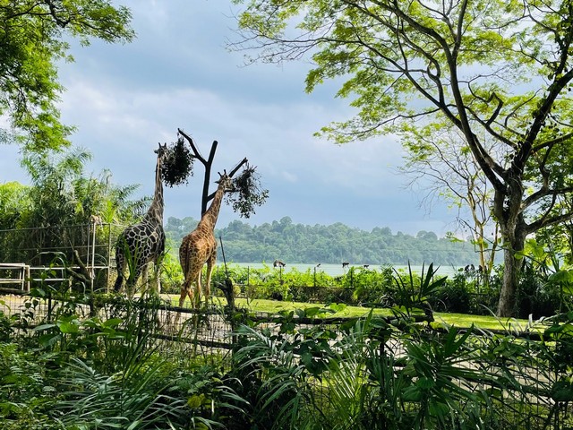 Singapore zoo