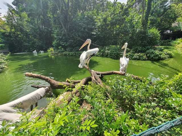 Singapore zoo