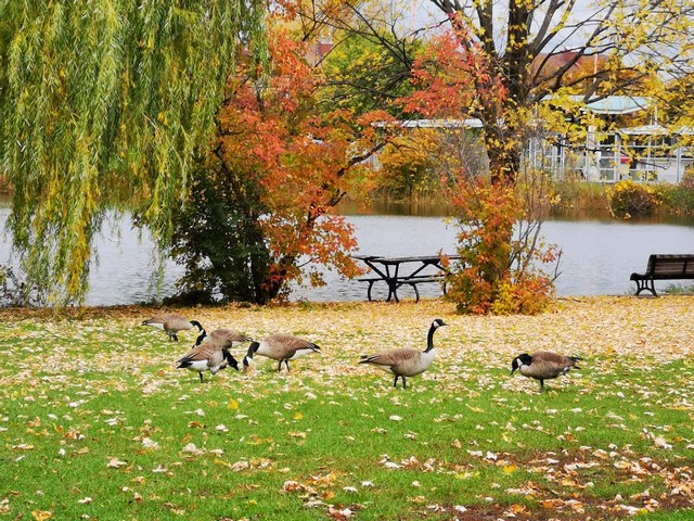 Angrignon Park
