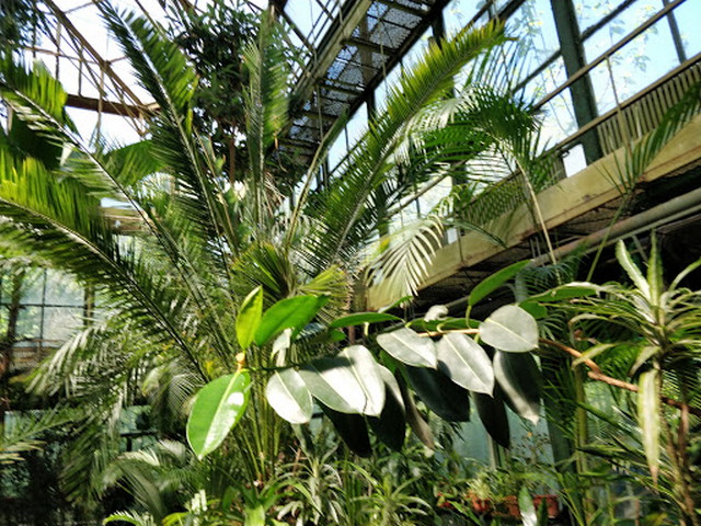 Bucharest Botanical Garden
