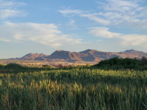 Wetlands Park