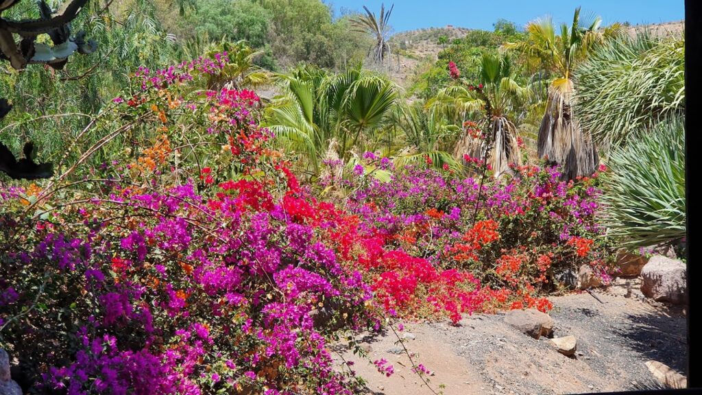 Fuerteventura Botanical Garden