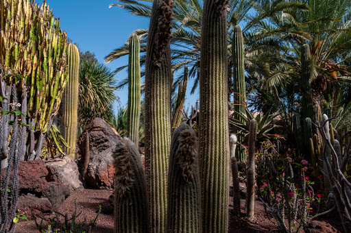 Fuerteventura Botanical Garden Canary Islands