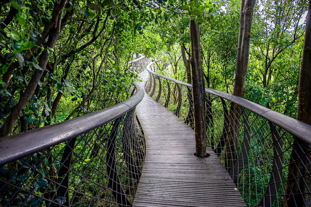 Kirstenbosch National Botanical Garden