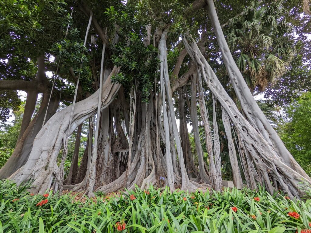 Orotava Acclimatisation Gardens Canary Islands