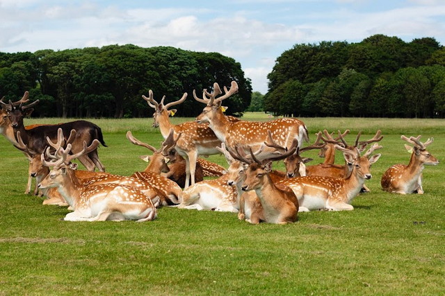 Phoenix Park Dublin