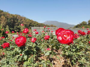 Queen Sirikit Botanic Garden