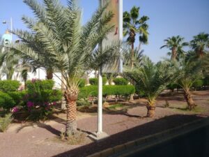 حديقة الملك عبدالله العقبة