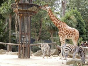 The Melbourne Zoo