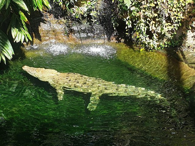 WILD LIFE Sydney Zoo