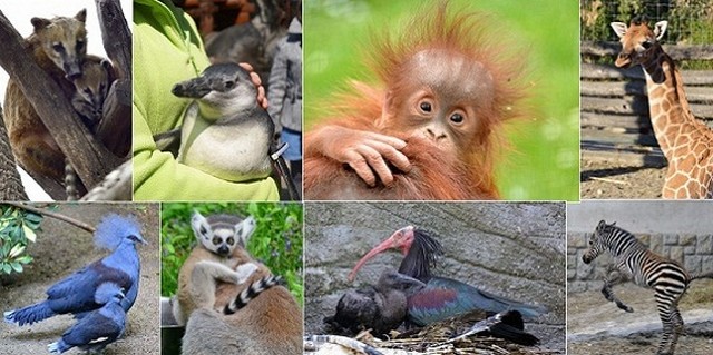 Budapest Zoo