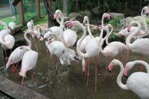Chiang Mai Zoo - attractions in Chiang Mai for families