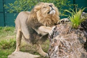 Dublin Zoo