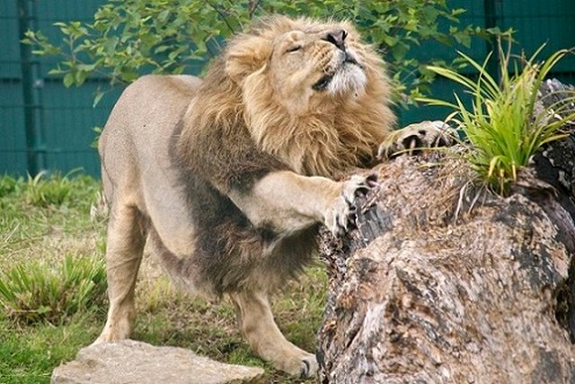 Dublin Zoo