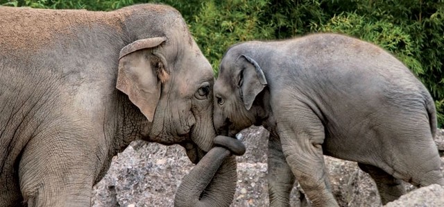 Dublin Zoo