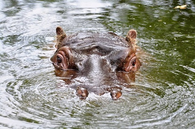 Dublin Zoo