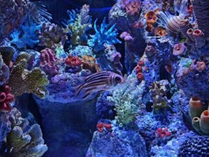 Funtastic Aquarium Izmir