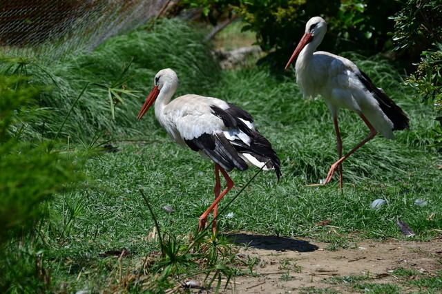 Izmir Wildlife Park in Izmir